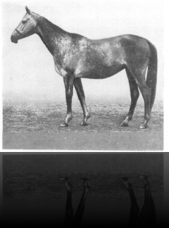 Parcha, grey 1970 (Finish–Peri) Elite, 10-7-8-4---, 158-159-173-18.5 Tersk 